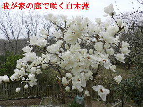 2023-03・25　我が家の庭で咲く花・・・ (5).JPG