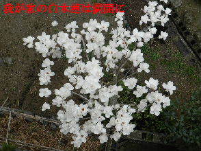 2023-03・25　我が家の庭で咲く花・・・ (8).JPG