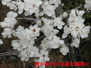 2023-03・25　我が家の庭で咲く花・・・ (9).JPG
