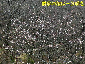 2023-03・26　散歩道脇で咲く花・・・ (1).JPG