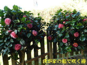 2023-03・31　我が家の庭で咲く花・・・(2).JPG