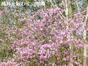 2023-04・04　路肩で咲く花達・・・ (2).JPG