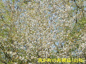 2023-04・13　我が町の桜模様(山桜) (2).JPG