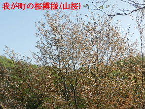 2023-04・13　我が町の桜模様(山桜) (3).JPG