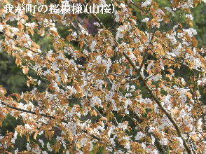 2023-04・13　我が町の桜模様(山桜) (4).JPG