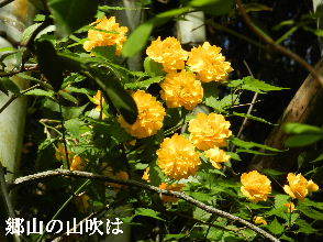 2023-04・17　散歩道脇で咲く花・・・ (8).JPG
