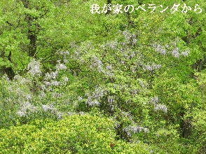 2023-04・19　散歩道脇で咲く花・・・ (1).JPG