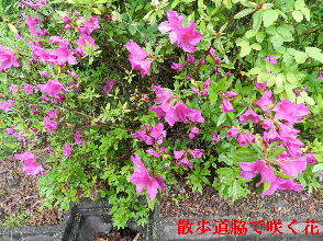 2023-04・25　散歩道脇で咲く花・・・ (1).JPG