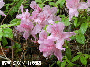 2023-04・26　散歩道脇で咲く花・・・ (2).JPG