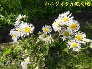 2023-04・27　散歩道脇で咲く花・・・ (4).JPG