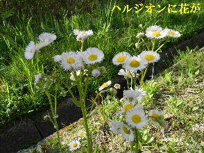 2023-04・27　散歩道脇で咲く花・・・ (6).JPG