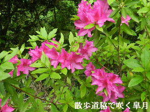 2023-04・29　散歩道脇で咲く花・・・ (1).JPG