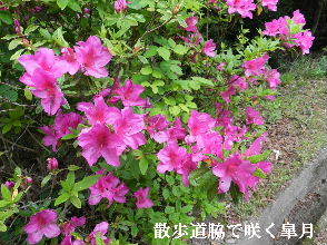 2023-04・29　散歩道脇で咲く花・・・ (4).JPG