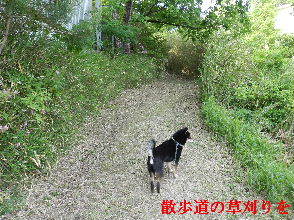 2023-0512　散歩道の草刈りを・・・ (4).JPG