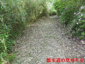 2023-0512　散歩道の草刈りを・・・ (5).JPG