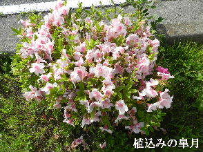 2023-05・03　散歩道脇で咲く花・・・ (1).JPG