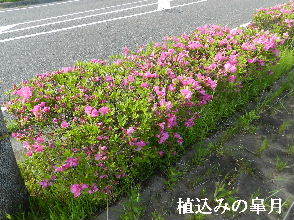 2023-05・03　散歩道脇で咲く花・・・ (2).JPG