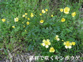 2023-05・03　散歩道脇で咲く花・・・ (3).JPG