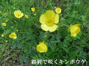2023-05・03　散歩道脇で咲く花・・・ (4).JPG