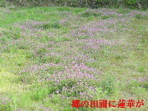 2023-05・03　散歩道脇で咲く花・・・ (5).JPG