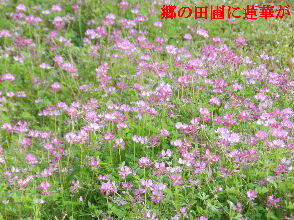 2023-05・03　散歩道脇で咲く花・・・ (6).JPG