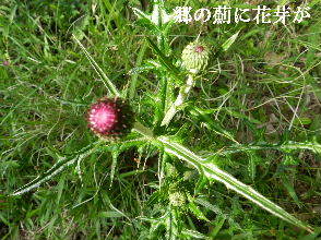 2023-05・03　里山の薊に花芽が・・・ (1).JPG