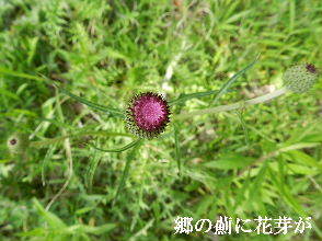 2023-05・03　里山の薊に花芽が・・・ (2).JPG