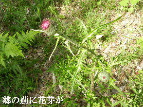 2023-05・03　里山の薊に花芽が・・・ (5).JPG