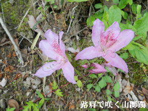 2023-05・04　散歩道脇で咲く花 (3).JPG