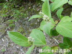 2023-05・04　散歩道脇で咲く花 (5).JPG
