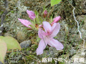 2023-05・04　散歩道脇で咲く花 (6).JPG