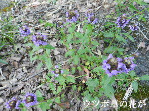 2023-05・10　散歩道脇で咲く花 (1).JPG