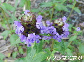2023-05・10　散歩道脇で咲く花 (2).JPG