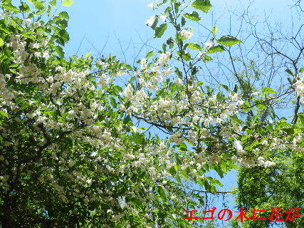 2023-05・11　散歩道脇で咲く花・・・ (1).JPG