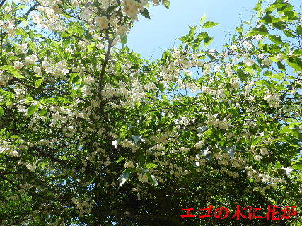 2023-05・11　散歩道脇で咲く花・・・ (2).JPG