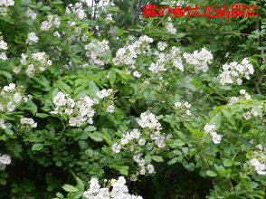 2023-05・13　里山で咲く花・・・ (3).JPG