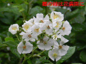 2023-05・13　里山で咲く花・・・ (4).JPG