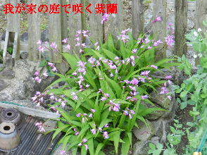 2023-05・17　我が家の庭で咲く紫蘭・・・ (1).JPG