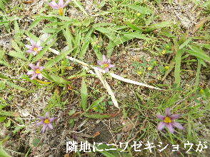 2023-05・18　散歩道脇で咲く花・・・ (5).JPG