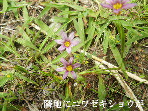 2023-05・18　散歩道脇で咲く花・・・ (6).JPG