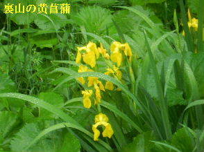 2023-05・19　里山で咲く花・・・ (3).JPG