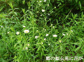 2023-05・19　里山で咲く花・・・ (4).JPG