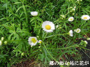 2023-05・19　里山で咲く花・・・ (5).JPG