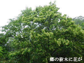 2023-05・19　里山の樹木に花が・・・ (1).JPG