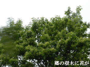 2023-05・19　里山の樹木に花が・・・ (2).JPG