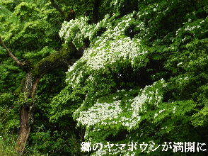 2023-05・19　里山の樹木に花が・・・ (3).JPG