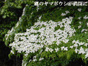 2023-05・19　里山の樹木に花が・・・ (4).JPG