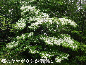 2023-05・19　里山の樹木に花が・・・ (6).JPG