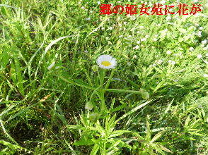 2023-05・21　散歩道脇で咲く花・・・ (3).JPG