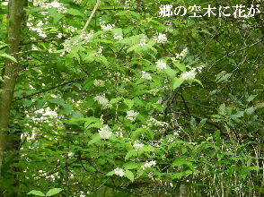 2023-05・22　郷の空木に花が・・・ (7).JPG